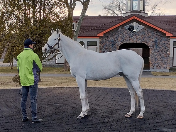 ゴールドシップ先生