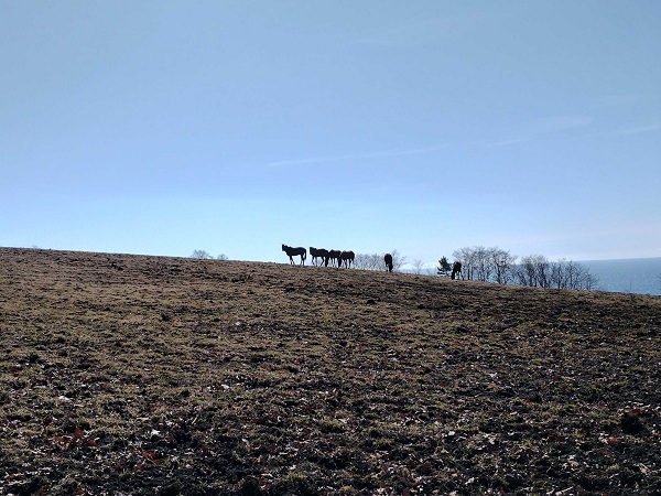 放牧地にも雪はゼロ