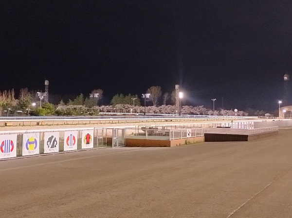 金沢競馬場の桜は見ごろ