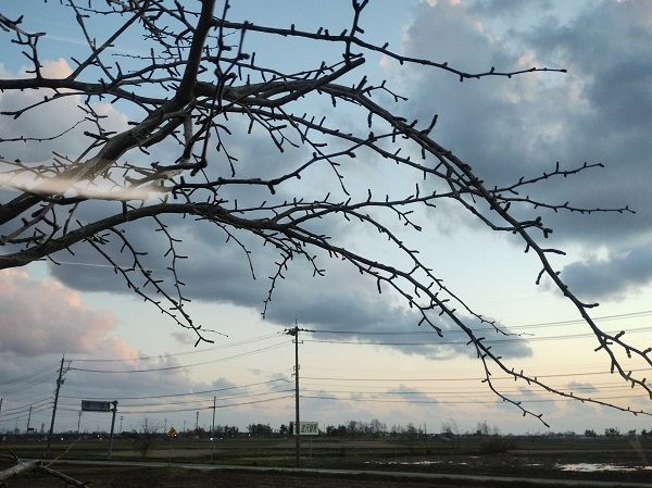 無料バスの車窓の桜はつぼみ