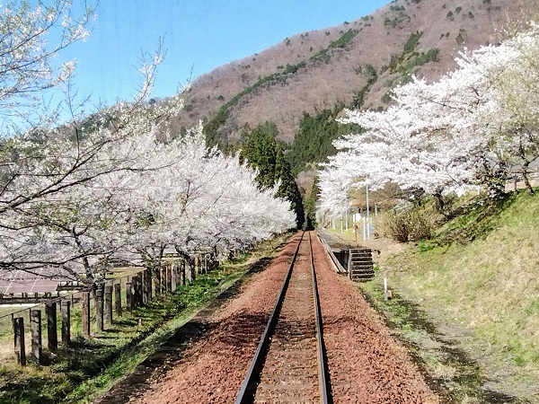 会津鉄道で桜を満喫