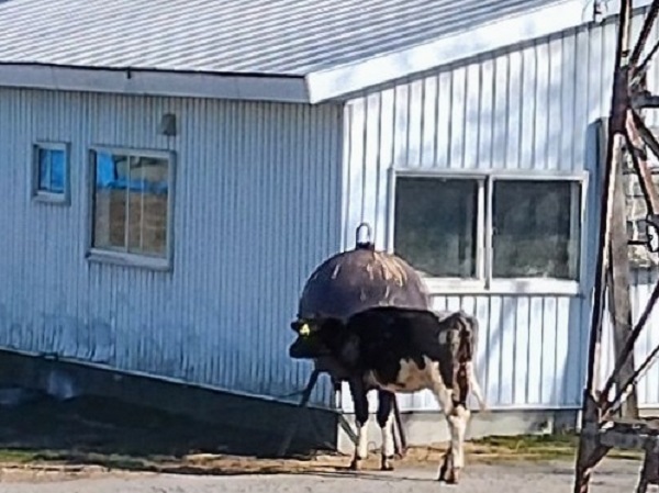 脱走中のホルスタイン