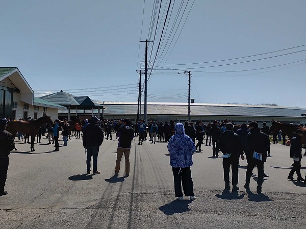 視察されるJRA育成馬たち