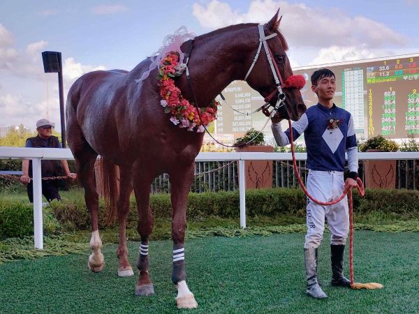 カンプンマは超大型馬