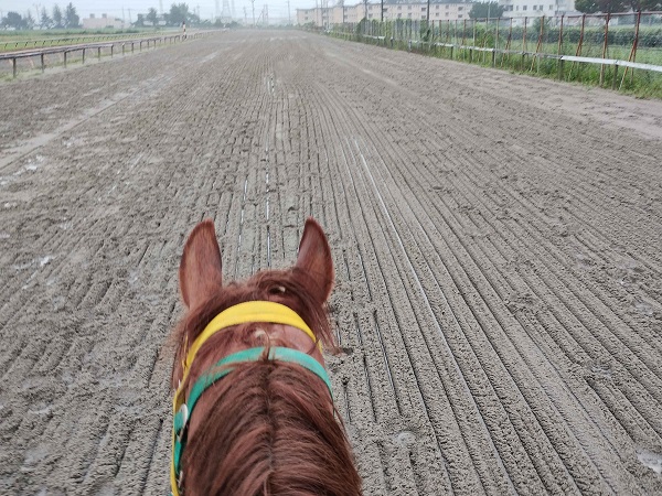 不良馬場でした