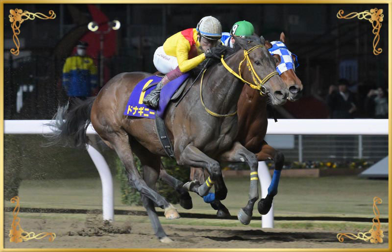 2025年優勝馬 ドナギニー号